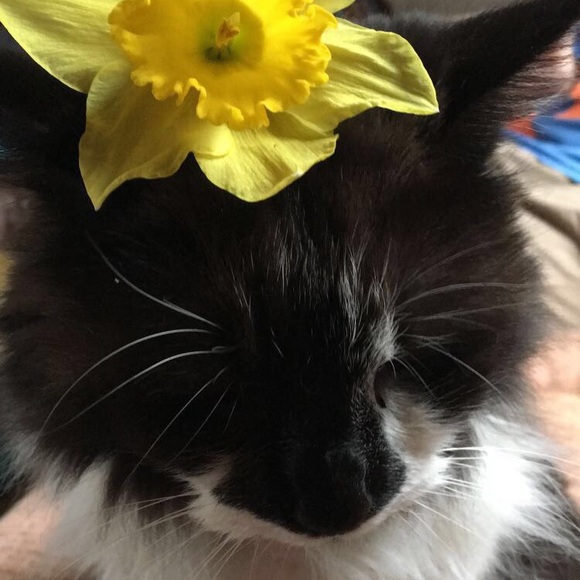 Meet your Posher, Constance - Picture 1 of 7